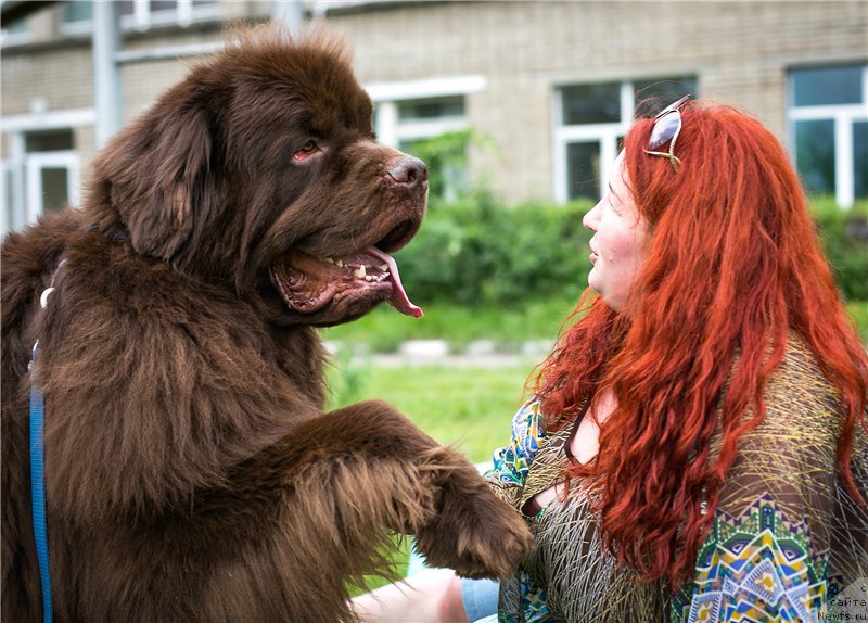 Фото: ньюфаундленд Фактурный Фрукт с Берега Дона (Fakturnyi Frukt s Berega Dona)