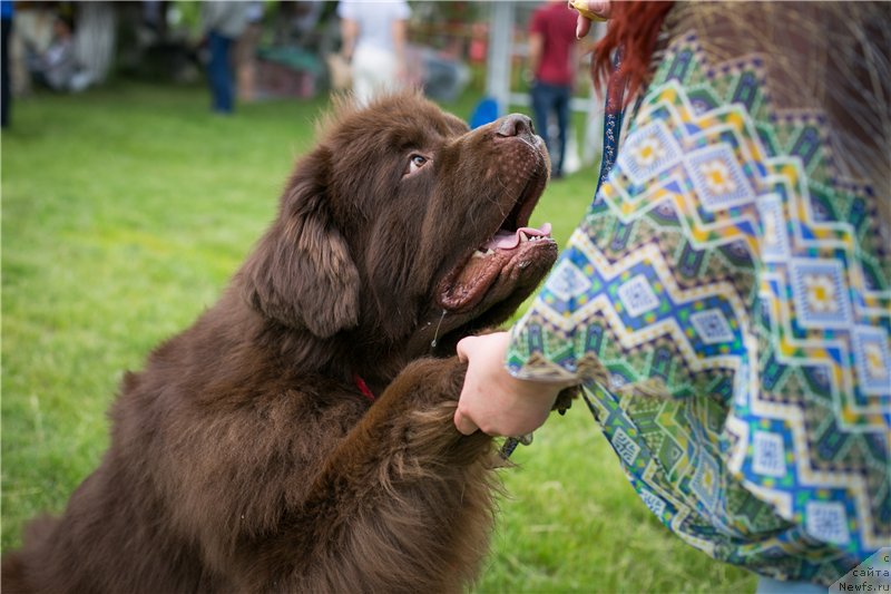 Фото: ньюфаундленд Фактурный Фрукт с Берега Дона (Fakturnyi Frukt s Berega Dona)