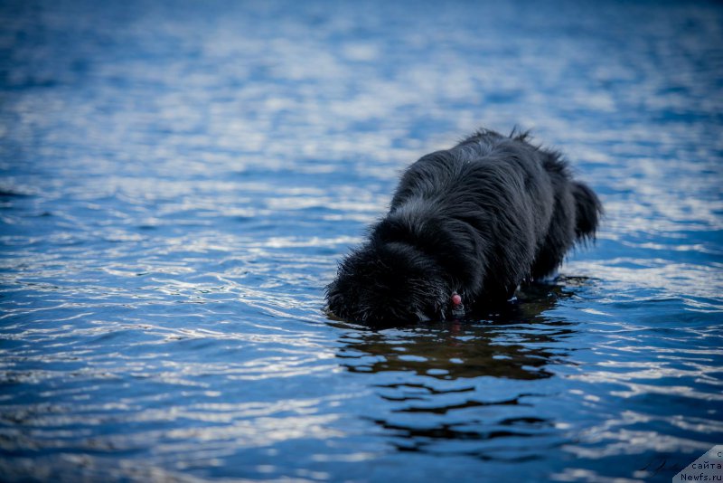 Фото: ньюфаундленд Смигар Ливерпульский Четвертак (Smigar Liverpulsiy Chetvertak)