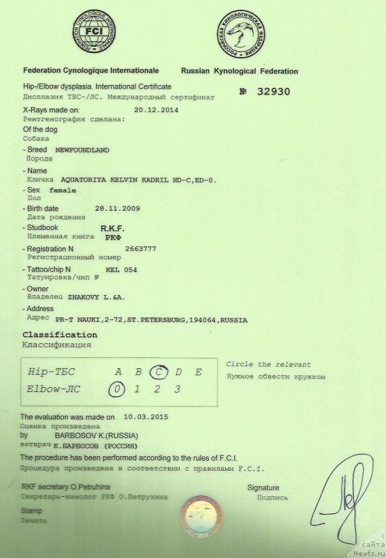 Фото: ньюфаундленд Акватория Келвин Кадриль (Aquatoriya Kelvin Kadril)