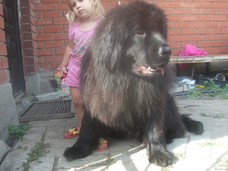 Фото: ньюфаундленд Анджело Орсо Цецилия