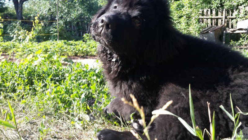 Фото: ньюфаундленд Черный Балу Елисей
