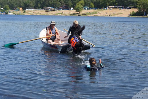 Фото: Лариса Кутина, ньюфаундленд Белкондер-Клаб Угли-Бугли (Belkonder-Club Ugli-Boogli)
