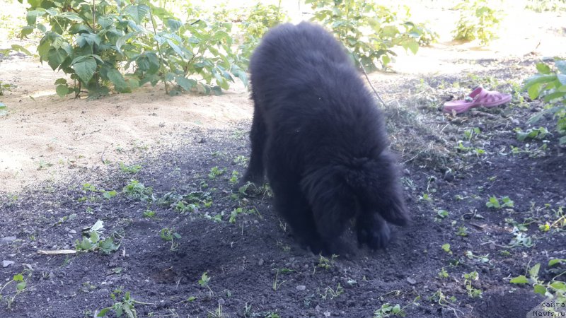 Фото: ньюфаундленд Черный Балу Елисей