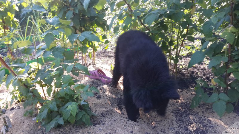 Фото: ньюфаундленд Черный Балу Елисей