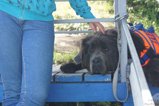 Фото: ньюфаундленд Ангел Хранитель Граффидд (Angel Khranitel Gruffidd)