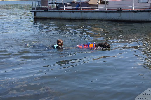 Фото: ньюфаундленд Ангел Хранитель Граффидд (Angel Khranitel Gruffidd)