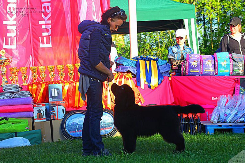 Фото: ньюфаундленд Бегущая по Волнам Браво Брависсимо (Beguschaya po Volnam Bravo Bravissimo)