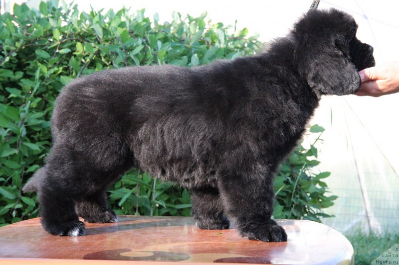 Фотография № 183958