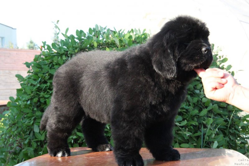 Фотография № 183959