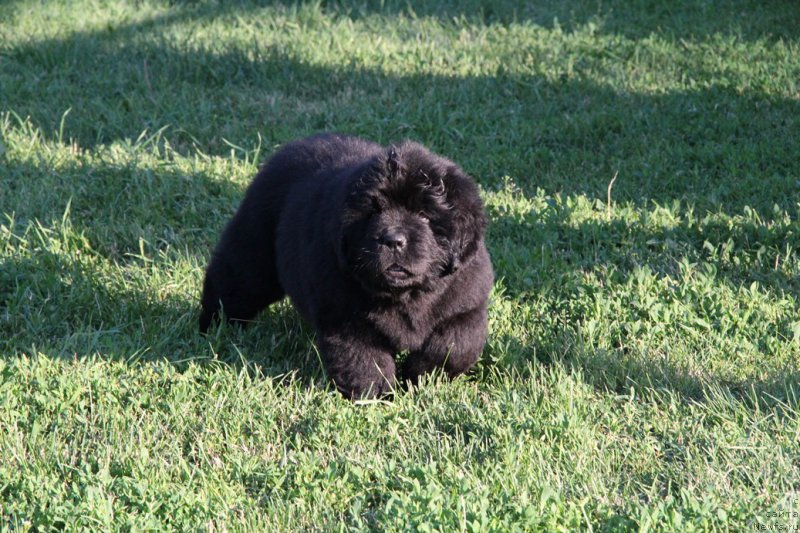 Фотография № 183961