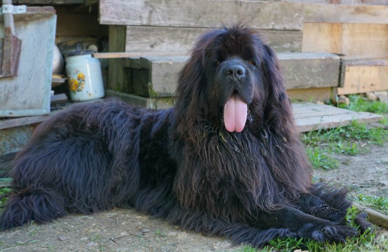 Фото: ньюфаундленд Обаятельная Леди от Ласкового Дельфина