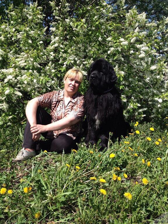 Фото: ньюфаундленд Супер Премиум Метель