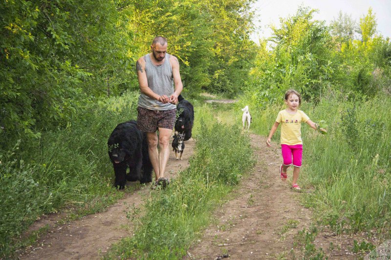 Фото: ньюфаундленд Львиное Сердце, Андрей Волков, ньюфаундленд Черный Балу Добрыня