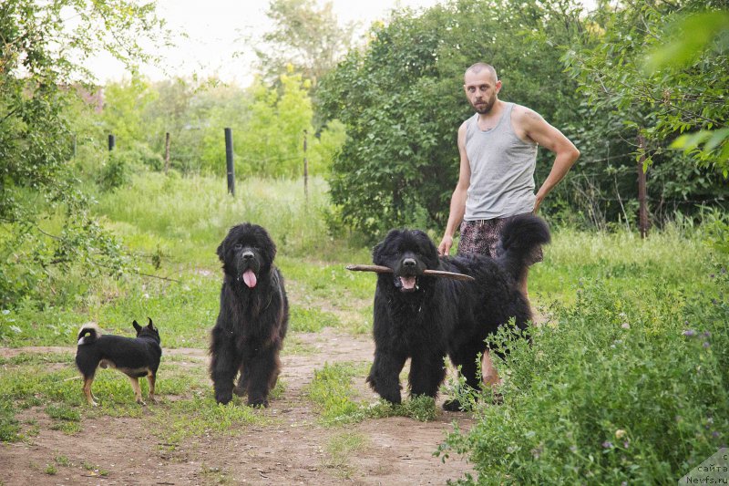 Фото: ньюфаундленд Черный Балу Добрыня, ньюфаундленд Львиное Сердце, Андрей Волков