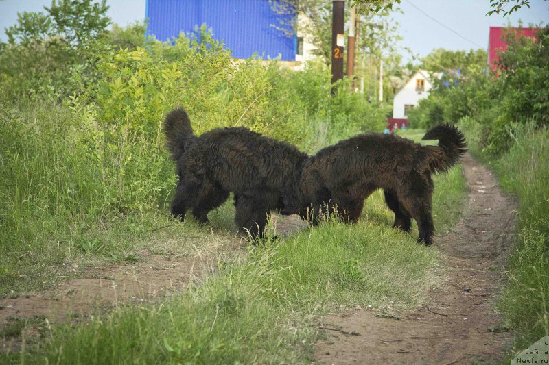 Фото: ньюфаундленд Львиное Сердце, ньюфаундленд Черный Балу Добрыня