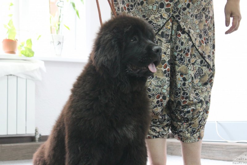 Фотография № 183972