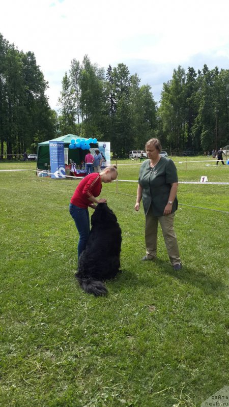 Фото: ньюфаундленд Аделина Благородная Львица