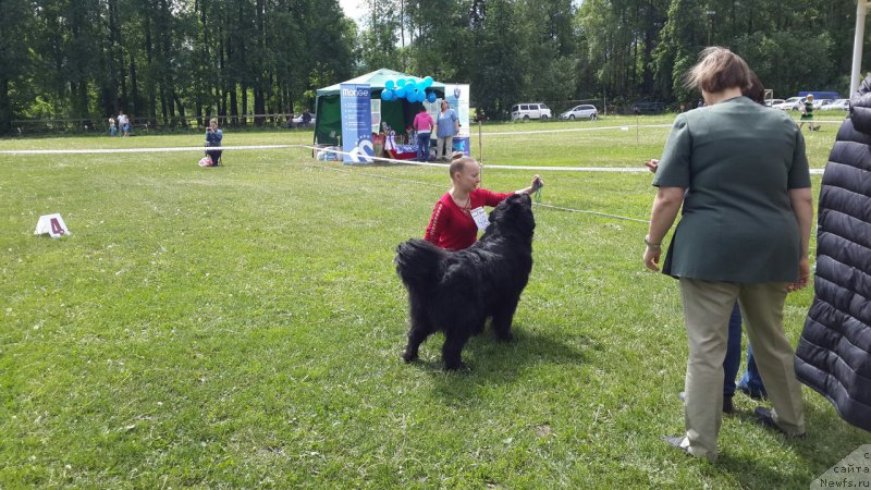 Фото: ньюфаундленд Аделина Благородная Львица