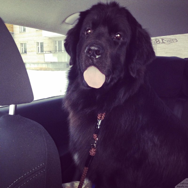 Фото: ньюфаундленд Аделина Благородная Львица