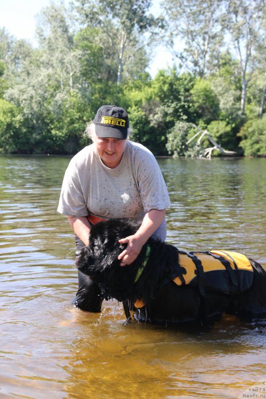 Фото: ньюфаундленд On Aroll Midnight Bear