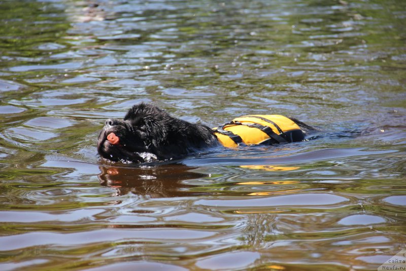 Фото: ньюфаундленд On Aroll Midnight Bear