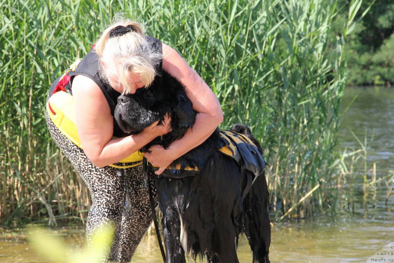 Фото: ньюфаундленд On Aroll Midnight Bear