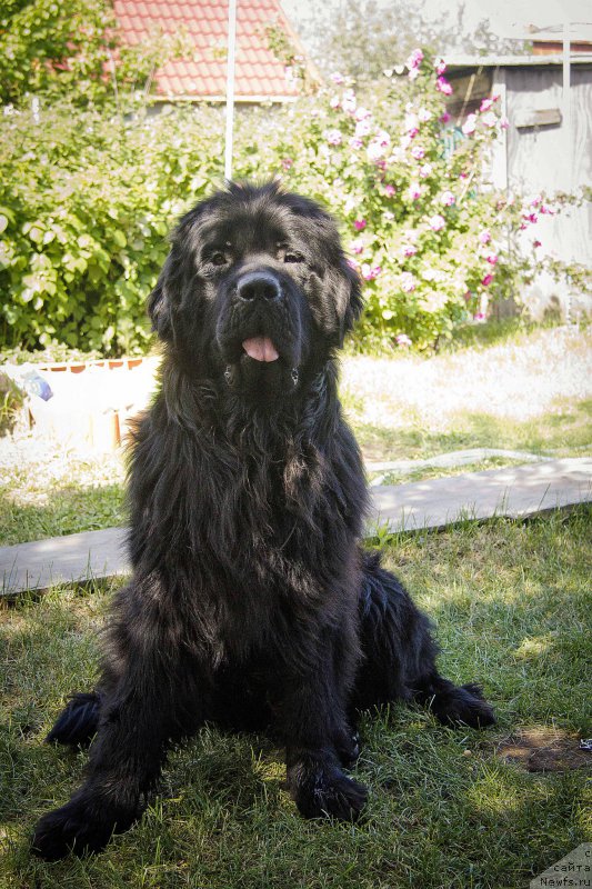 Фотография № 183999