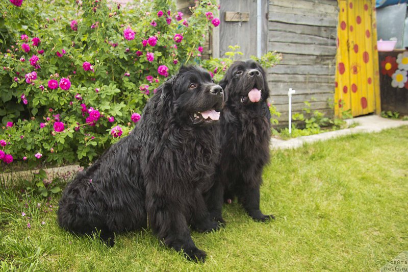 Фотография № 184000