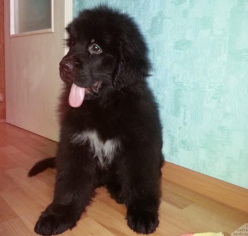 Фото: ньюфаундленд Кипер Соул Симба