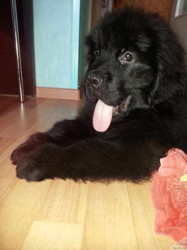 Фото: ньюфаундленд Кипер Соул Симба