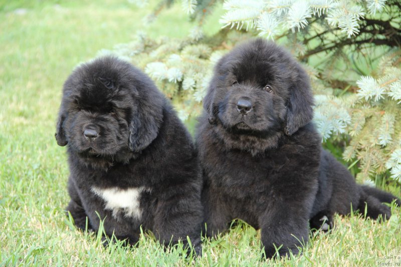 Фото: ANGEL KHRANITEL DIVER SPACE и ANGEL KHRANITEL DRIVE THE CHANGE - 7, 5недель