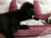 Фото: ньюфаундленд Василиса Прекрасная