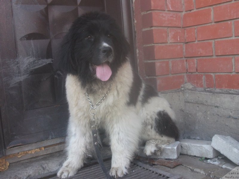 Фото: ньюфаундленд Алатау от Карельских Медведей, ньюфаундленд Алатау от Карельских Медведей