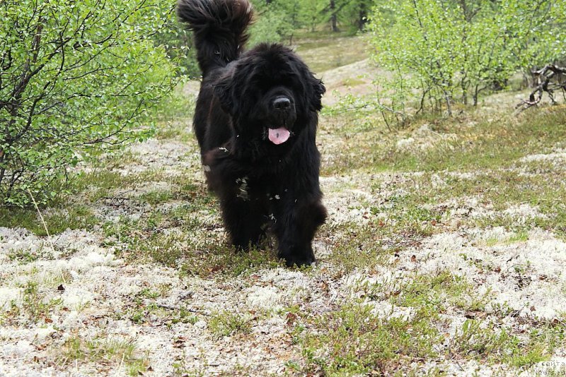 Фото: ньюфаундленд King of Helluland You Shock Me