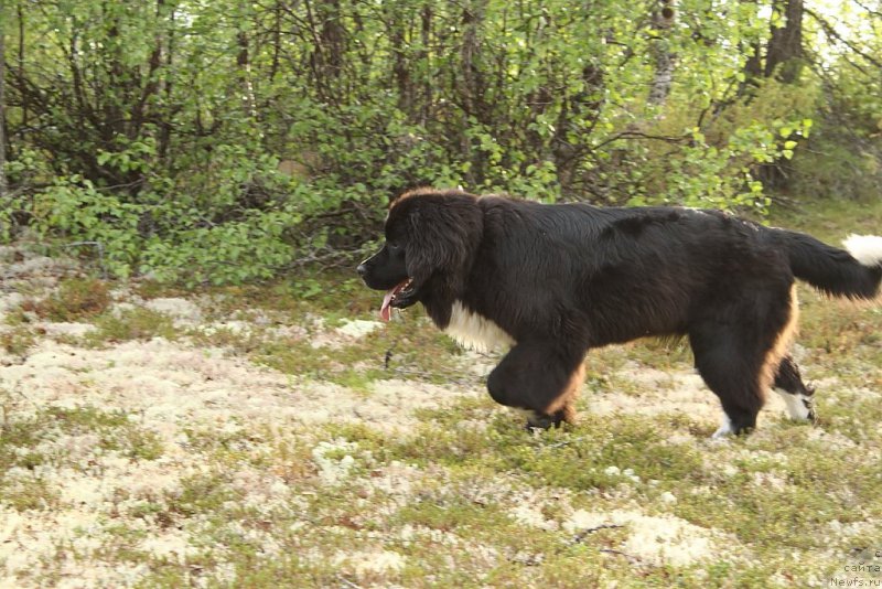 Фото: ньюфаундленд Линда Ева