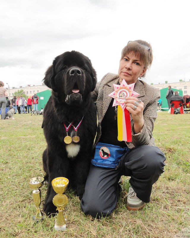 Фото: ньюфаундленд Бегущая по Волнам Чарт Топпер (Beguschaya po Volnam Сhart Topper), Юлиана Никифорова
