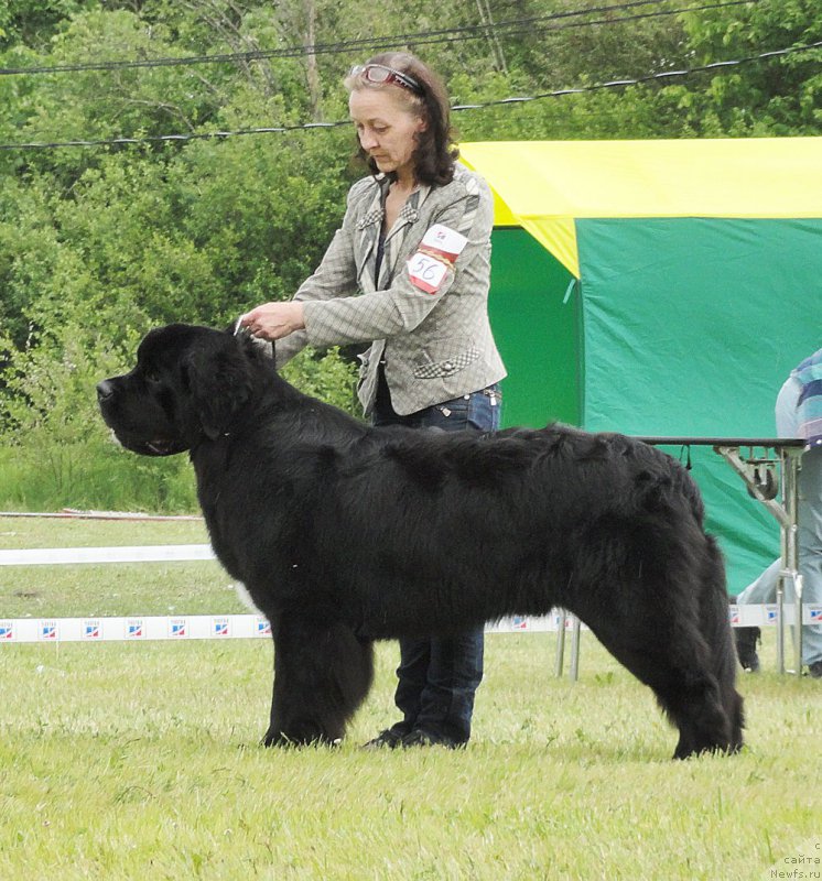 Фото: ньюфаундленд Бегущая по Волнам Чарт Топпер (Beguschaya po Volnam Сhart Topper)