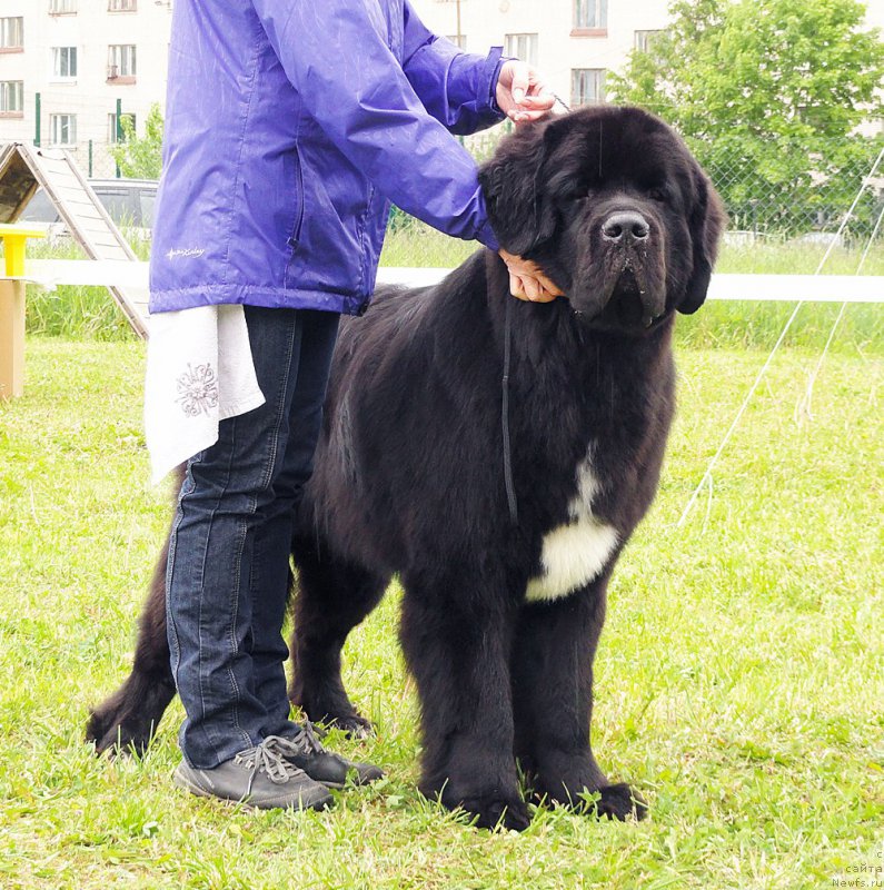 Фото: ньюфаундленд Бегущая по Волнам Чарт Топпер (Beguschaya po Volnam Сhart Topper)