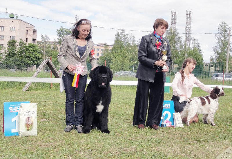 Фото: ньюфаундленд Бегущая по Волнам Чарт Топпер (Beguschaya po Volnam Сhart Topper)