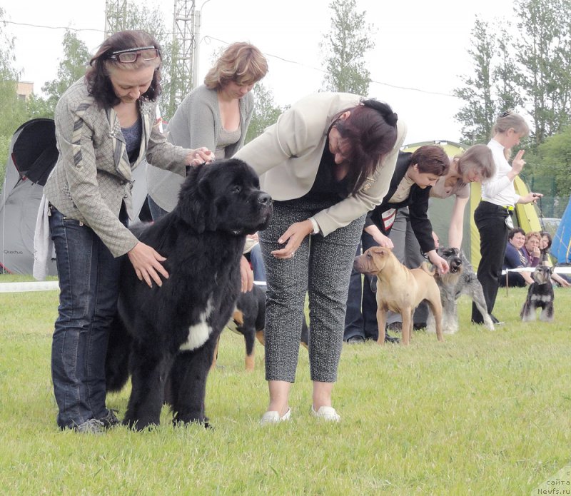 Фото: ньюфаундленд Бегущая по Волнам Чарт Топпер (Beguschaya po Volnam Сhart Topper)