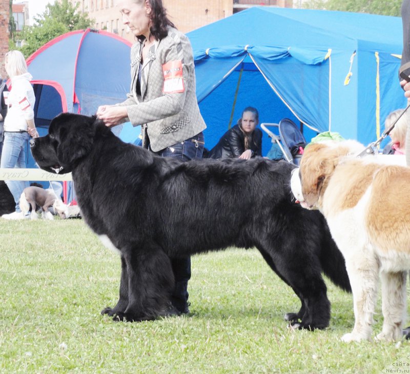 Фото: ньюфаундленд Бегущая по Волнам Чарт Топпер (Beguschaya po Volnam Сhart Topper)