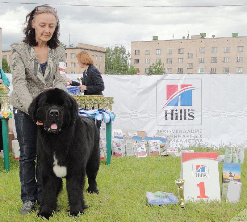 Фото: ньюфаундленд Бегущая по Волнам Чарт Топпер (Beguschaya po Volnam Сhart Topper)