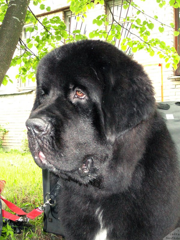 Фото: ньюфаундленд Бегущая по Волнам Чарт Топпер (Beguschaya po Volnam Сhart Topper)