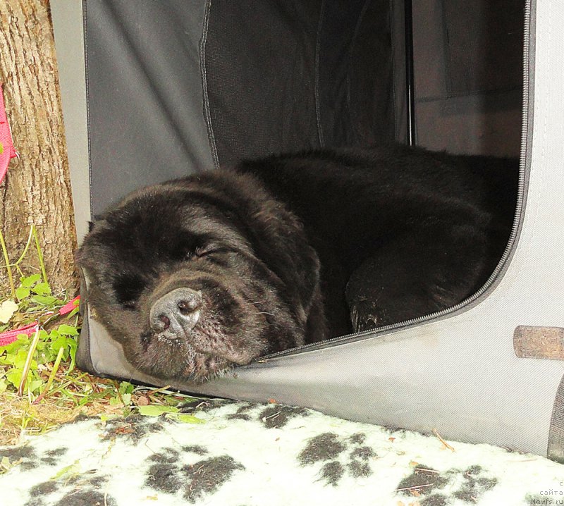 Фото: ньюфаундленд Бегущая по Волнам Чарт Топпер (Beguschaya po Volnam Сhart Topper)