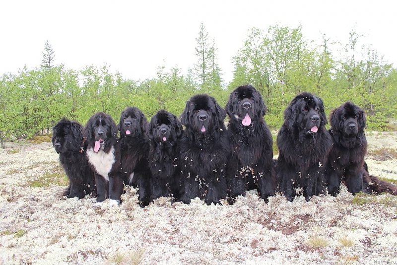 Фото: ньюфаундленд Fortuna of Giant's Island, ньюфаундленд Линда Ева, ньюфаундленд Neretum Tribe Xagrid, ньюфаундленд Янтарная Мечта, ньюфаундленд Бегущая по Волнам Зеро Коол, ньюфаундленд King of Helluland You Shock Me, ньюфаундленд Глория Гранд Блек, ньюфаундленд Анабелле Квин оф зэ Моунтайнс