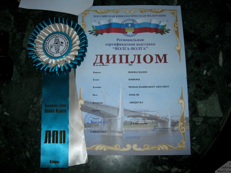 Фото: ньюфаундленд Черная Мафия Шорт анд Свеет (Chernaya Mafia Short and Sweet)