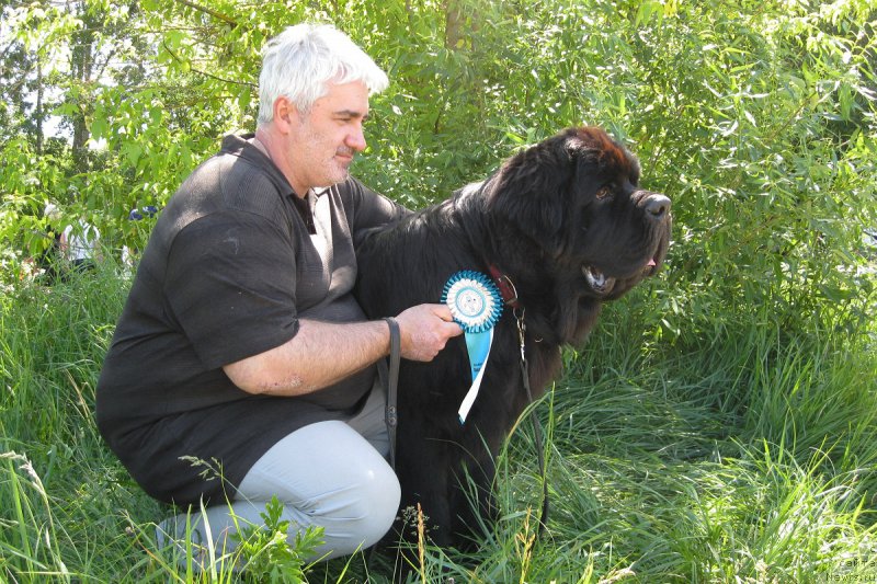 Фото: ньюфаундленд Черная Мафия Шорт анд Свеет (Chernaya Mafia Short and Sweet)