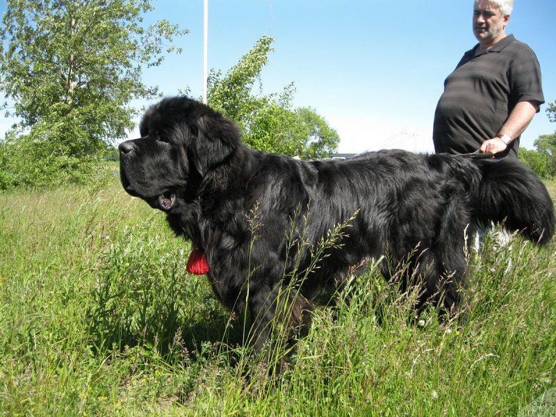 Фото: ньюфаундленд Черная Мафия Шорт анд Свеет (Chernaya Mafia Short and Sweet)