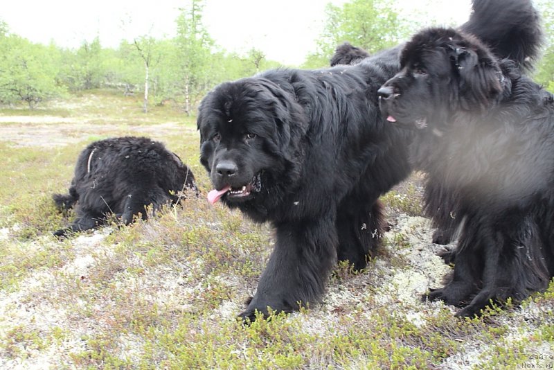 Фото: ньюфаундленд Аллегианс Брайт Проспект